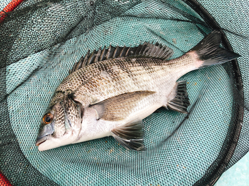 チヌの釣果