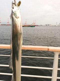 タチウオの釣果