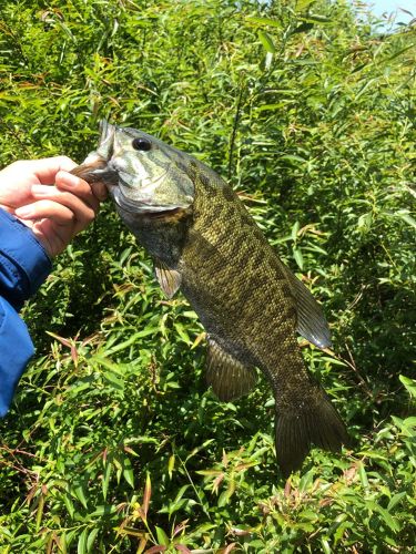 スモールマウスバスの釣果