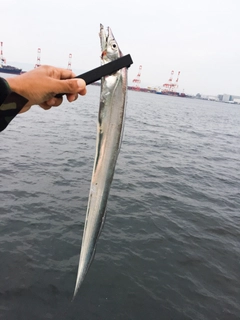 タチウオの釣果