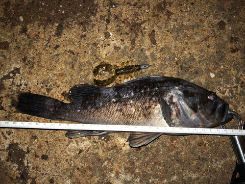 ソイの釣果