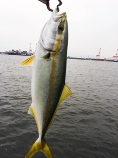 ツバスの釣果