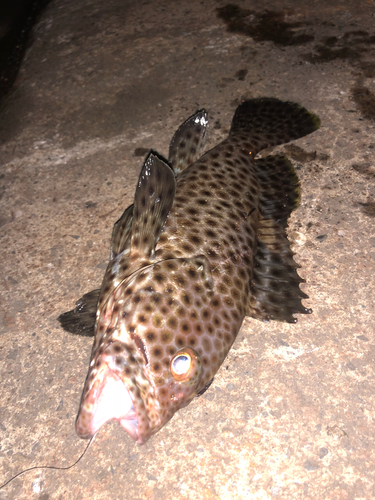 オオモンハタの釣果