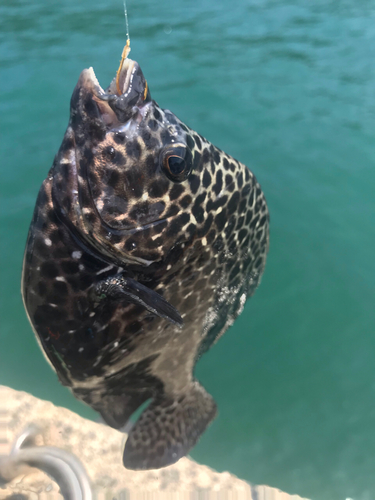 イシガキダイの釣果