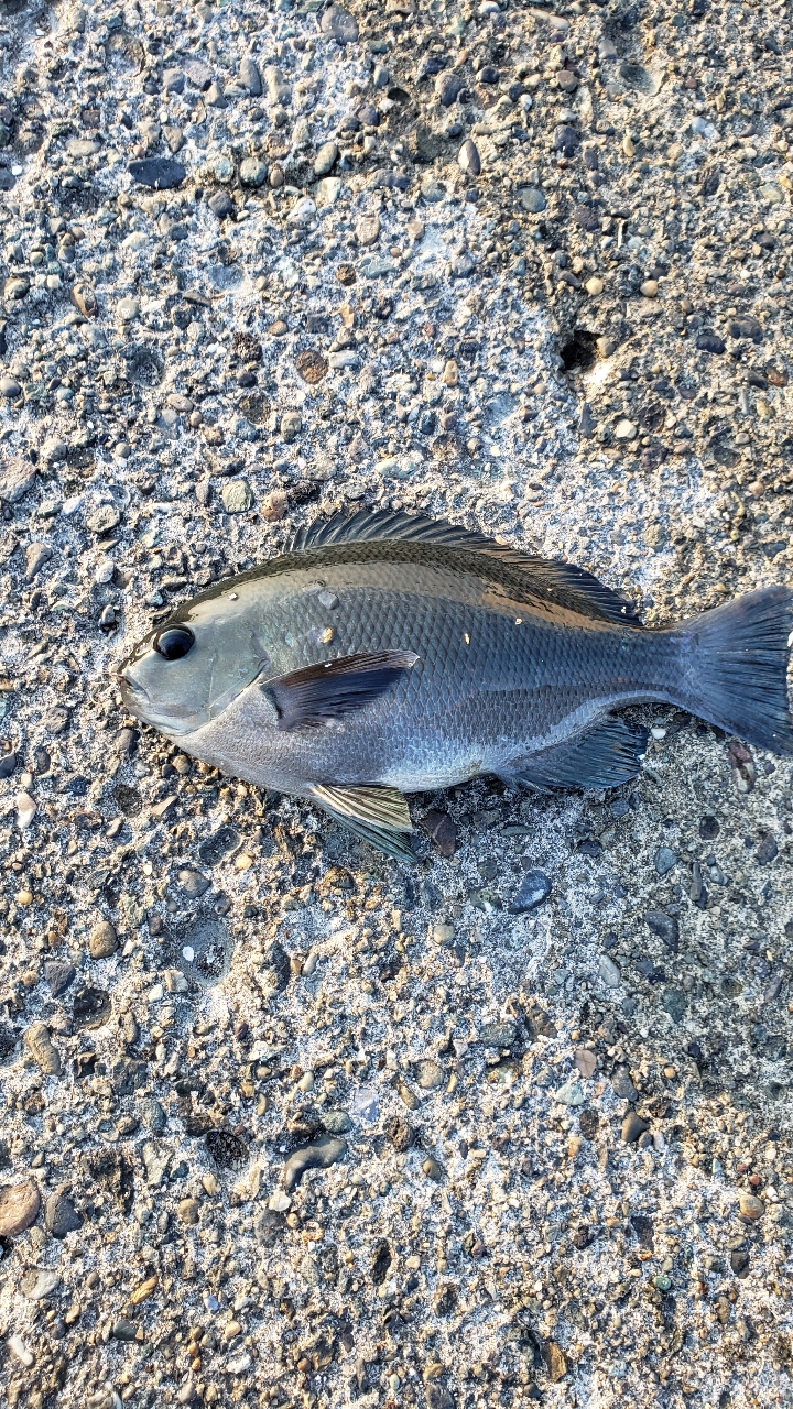 クチブトグレ