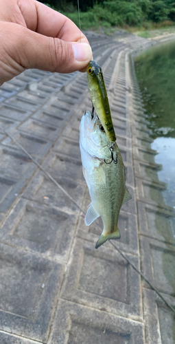 ブラックバスの釣果