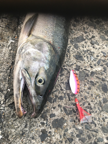 シロザケの釣果