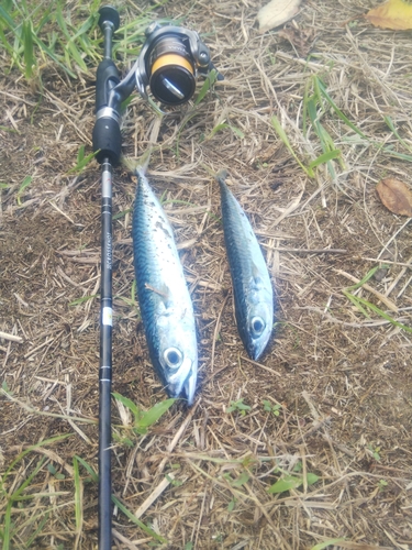 サバの釣果