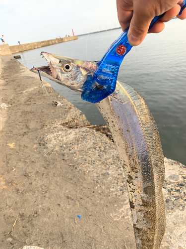 タチウオの釣果