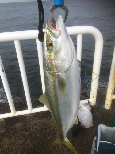 ハマチの釣果