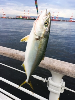 ツバスの釣果