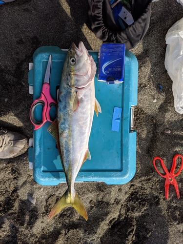 イナダの釣果