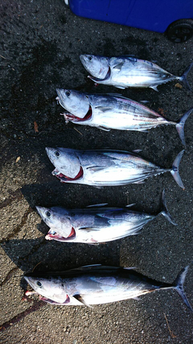 カツオの釣果