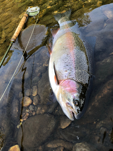 ニジマスの釣果