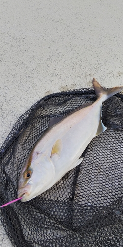 ショゴの釣果