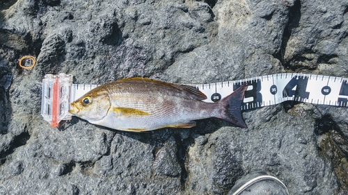 イサキの釣果