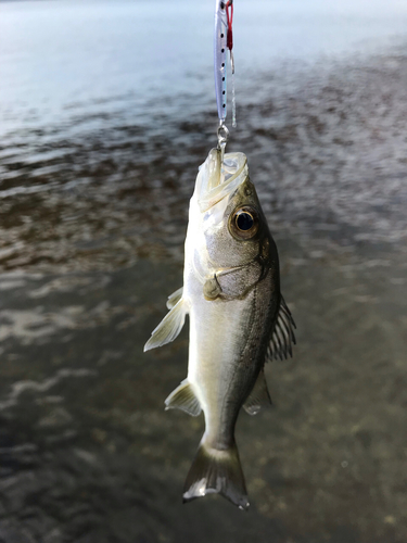 セイゴ（マルスズキ）の釣果