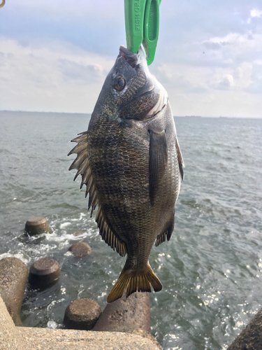 クロダイの釣果