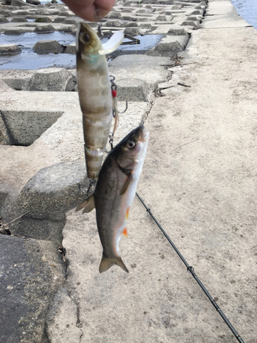 ウグイの釣果