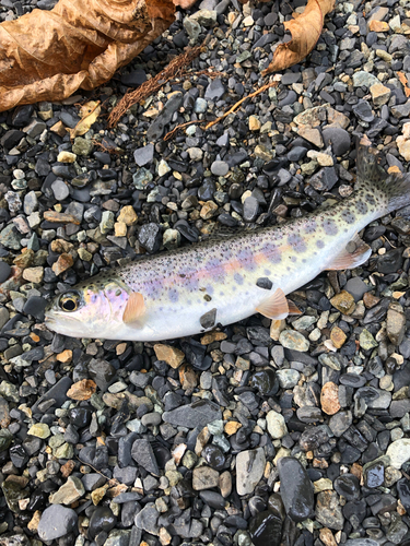 ニジマスの釣果