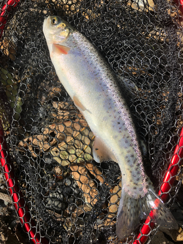 ニジマスの釣果