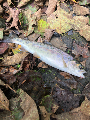 ニジマスの釣果