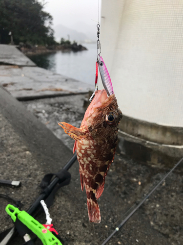 カサゴの釣果