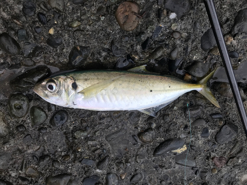 マルアジの釣果