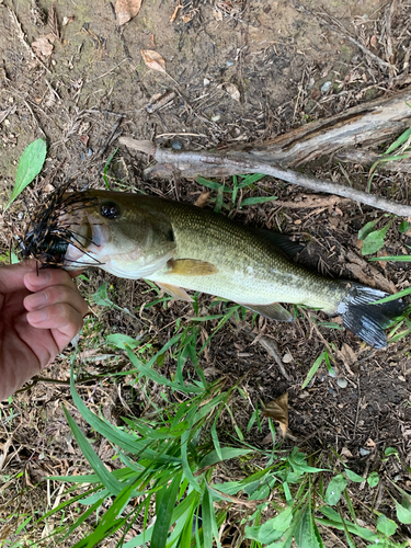 ラージマウスバスの釣果