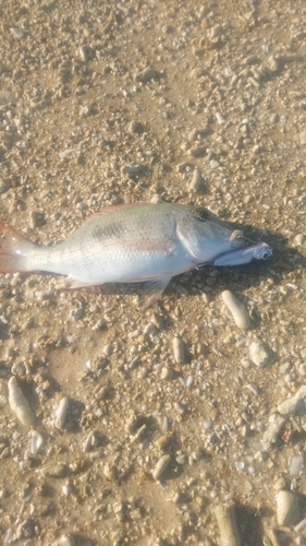 フエフキダイの釣果