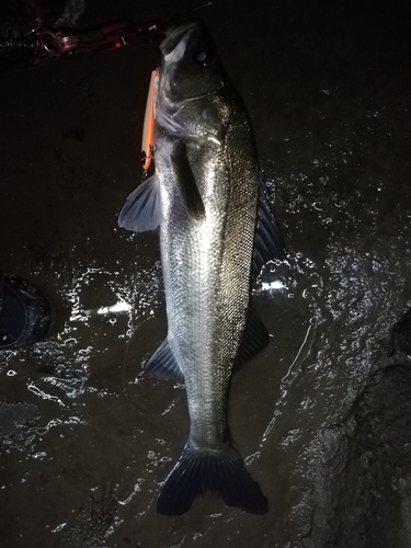 マルスズキの釣果