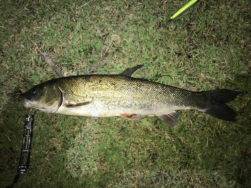 マルタウグイの釣果