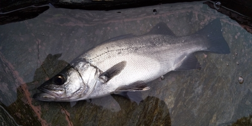 ヒラスズキの釣果