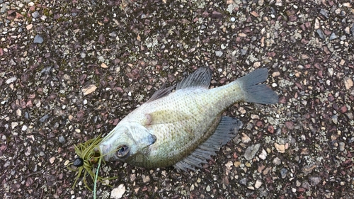 ブルーギルの釣果