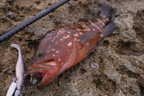 アコウの釣果