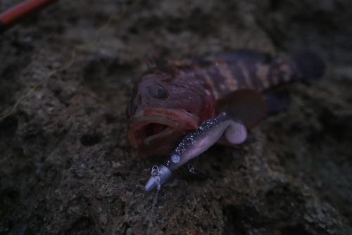 アコウの釣果