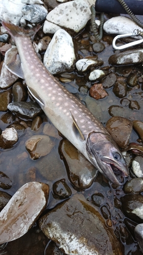 アメマスの釣果