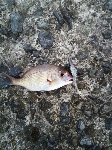 チダイの釣果