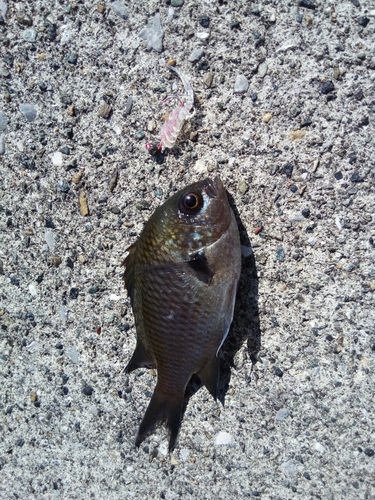 スズメダイの釣果