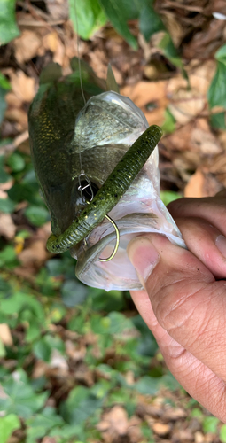 ラージマウスバスの釣果