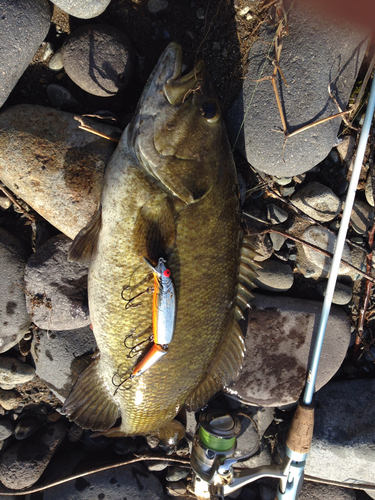 スモールマウスバスの釣果