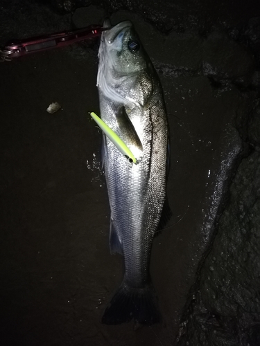 マルスズキの釣果