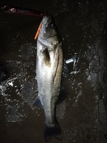 マルスズキの釣果