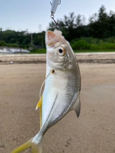 メッキの釣果