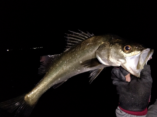 マダコの釣果