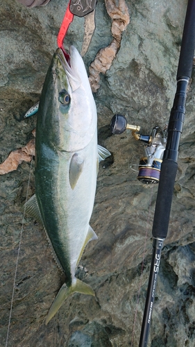 ハマチの釣果