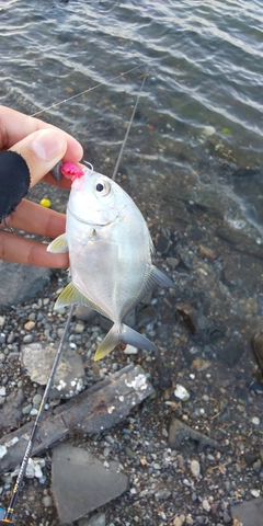 メッキの釣果