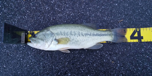 ラージマウスバスの釣果