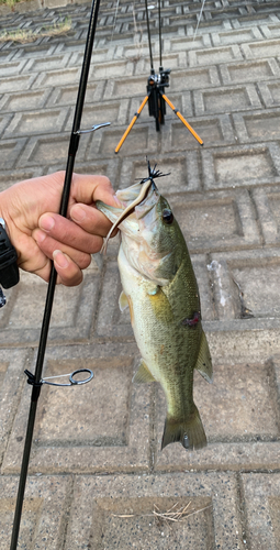 ブラックバスの釣果