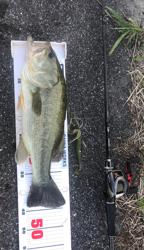 ブラックバスの釣果